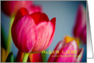 Rote Tulpen card