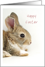 Easter - Baby Bunny with customizable text card