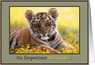 Veterinary Appointment Reminder Young Tiger Field of Yellow Flowers card