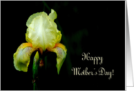 Mother’s Day - Yellow Bearded Iris - Photography card