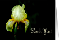 Thank You, Yellow Iris card