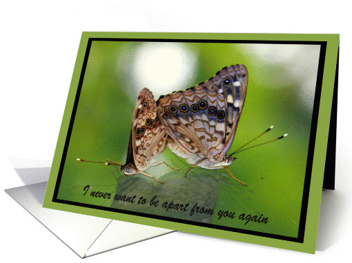 Butterfly Love - Two Butterflies mating card (679935)