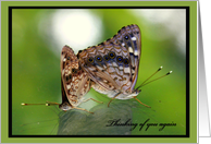 Thinking of you - Two Butterflies mating card