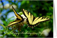 Happy Birthday Wife - Swallowtail Butterflies card