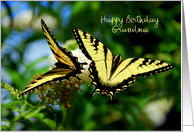 Happy Birthday Grandmother - Swallowtail Butterflies card