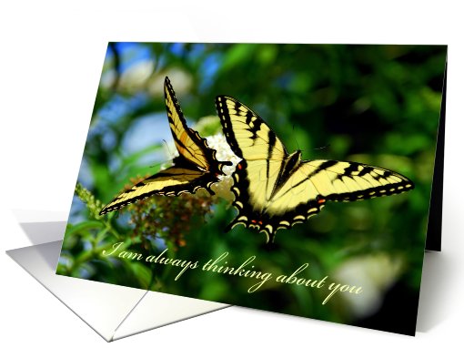 Thinking of you - Swallowtail Butterflies card (679967)