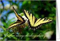 Thinking of you - Swallowtail Butterflies card