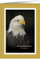 Congratulations Eagle Scout - Grandson - American Bald Eagle card