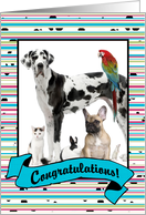 Congratulations - Colorful Stripes and Dots Photo Card with Banner card