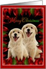 Merry Christmas - Golden Retriever puppies card