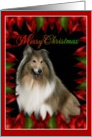 Merry Christmas - Border Collie card