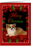 Merry Christmas - Chihuahua card