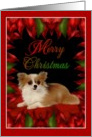 Merry Christmas - Chihuahua card