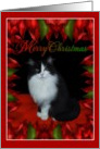 Merry Christmas - Cat (1) card