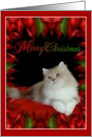 Merry Christmas - Cat (2) card