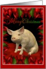 Merry Christmas - Pig, Hog card