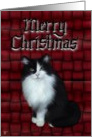 Merry Christmas-Cat card