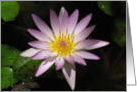 Water Lily card