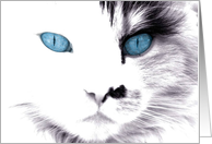 Blue eyed Cat