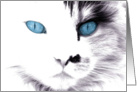 Blue eyed Cat card