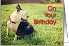 Boston Terrier Birthday card