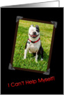 Grinning Boston Terrier Birthday card