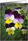 violas card