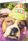 Boxer Birthday Cake, dog in party hat card