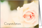 Pink Rose Engagement Congratulations card