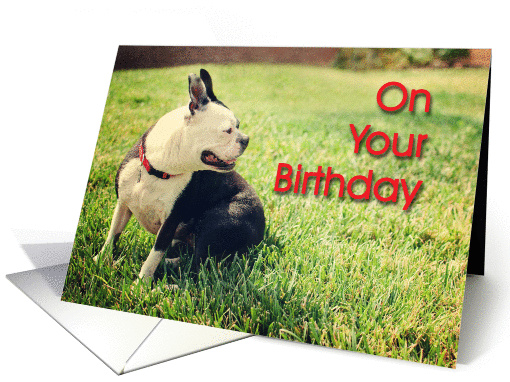 Boston Terrier Birthday card (1031691)