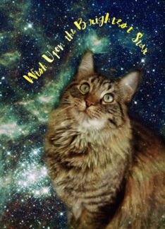 Cat Galaxy Stars...