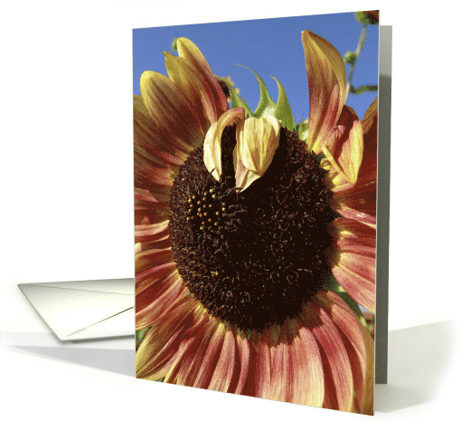 Bad Hair Day card (305711)