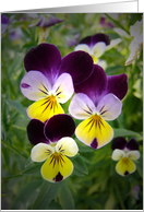 Violas Get Well Soon