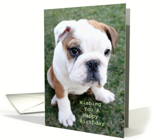 Bulldog Happy Birthday card (379052)