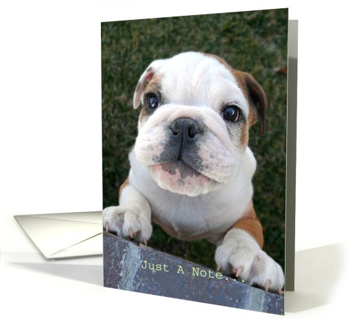 Curious Bulldog Puppy card (379076)