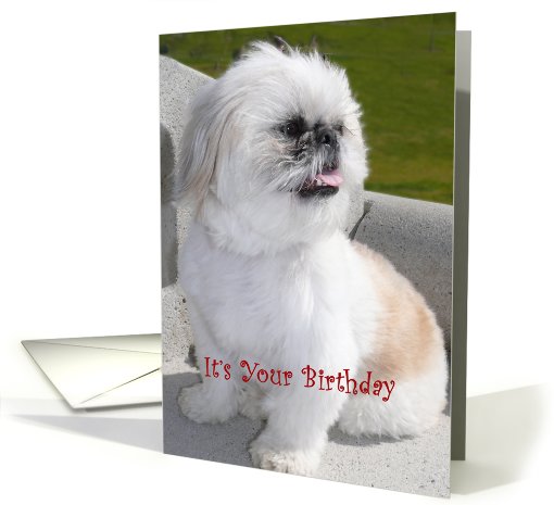 Marvelous Cute Dog card (435110)