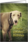 Weimaraner Belated Birthday card