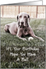 Birthday Have A Ball Weimaraner card