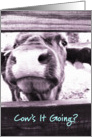 Cow’s It Going? card