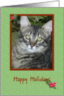 Grey Tabby Happy Holidays card