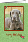 Weimaraner Happy Holidays card