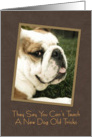 Bulldog Birthday card