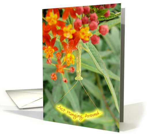 Praying Mantis Birthday card (524239)