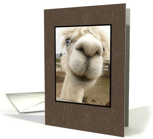 Albino Llama card (534825)