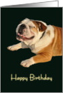 Smiling Bulldog Birthday card