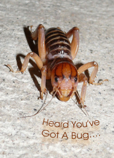 Get Well Scary Bug