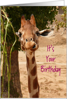 Giraffe Tall One Birthday card