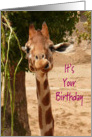 Giraffe Tall One Birthday card