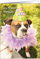 Party Animal Boxer,...