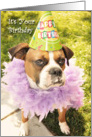 Party Animal Boxer, in party hat card